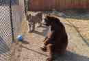 Tigris, lioness és bear: barátságos trio